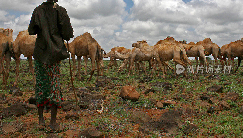 camel herder, mar镰刀，肯尼亚